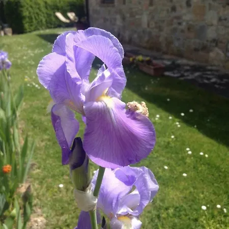 Farmház Borgo Del Molinello *
